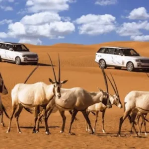 Hatta Safari