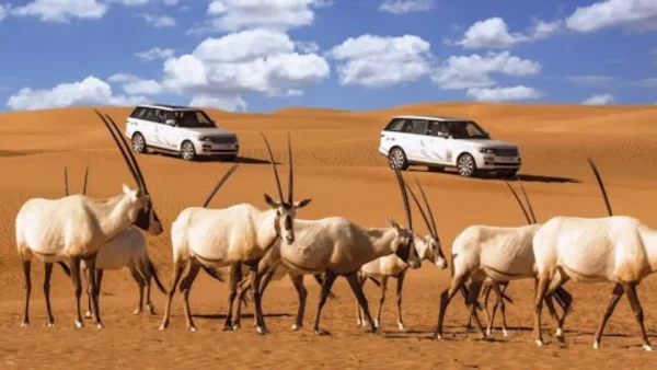 Hatta Safari
