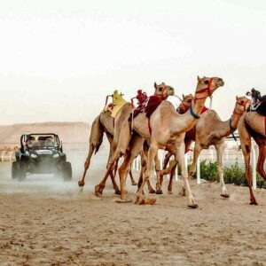 Authentic Dubai Camel Trek at Dawn