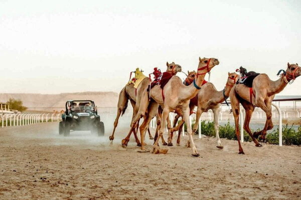 Authentic Dubai Camel Trek at Dawn